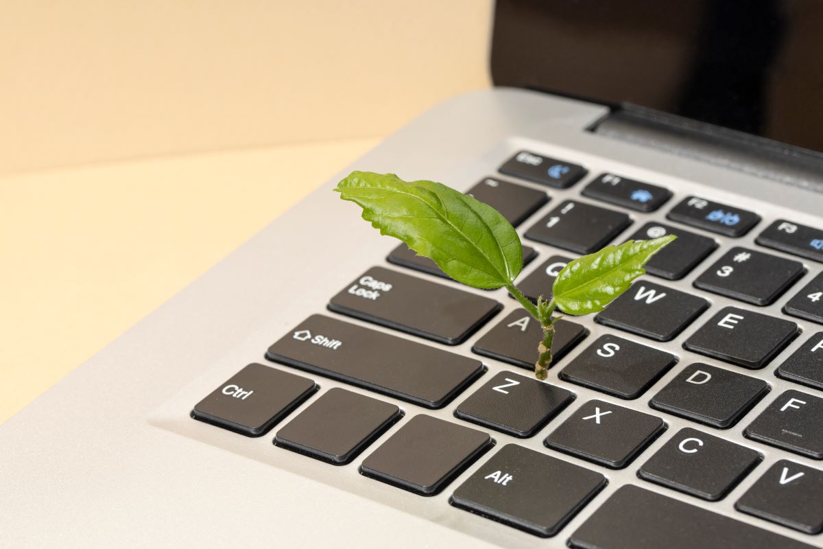 Plant growing out of laptop